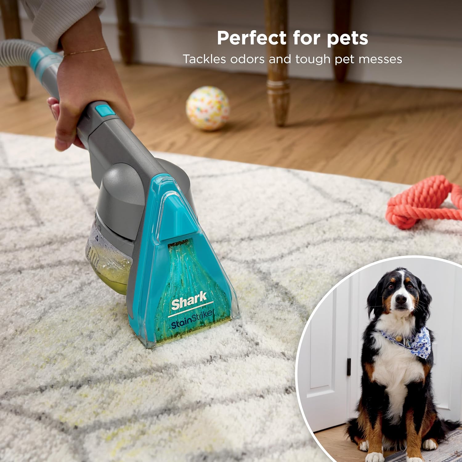 Shark CarpetXpert HairPro | Upright Carpet, Area Rug & Upholstery Cleaner | StainStriker Handheld Tough Stain Remover & Onboard Self Clean | Pet Hair Pickup & Odor Removal | 5 Tools | Navy | EX304